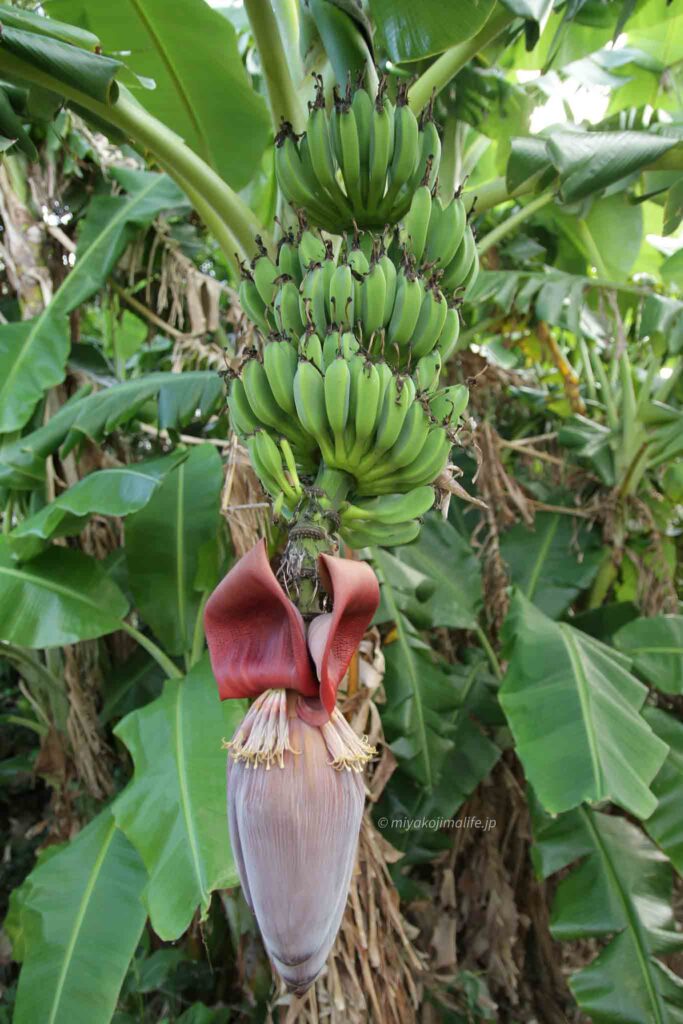 バナナの花と実が付いている様子