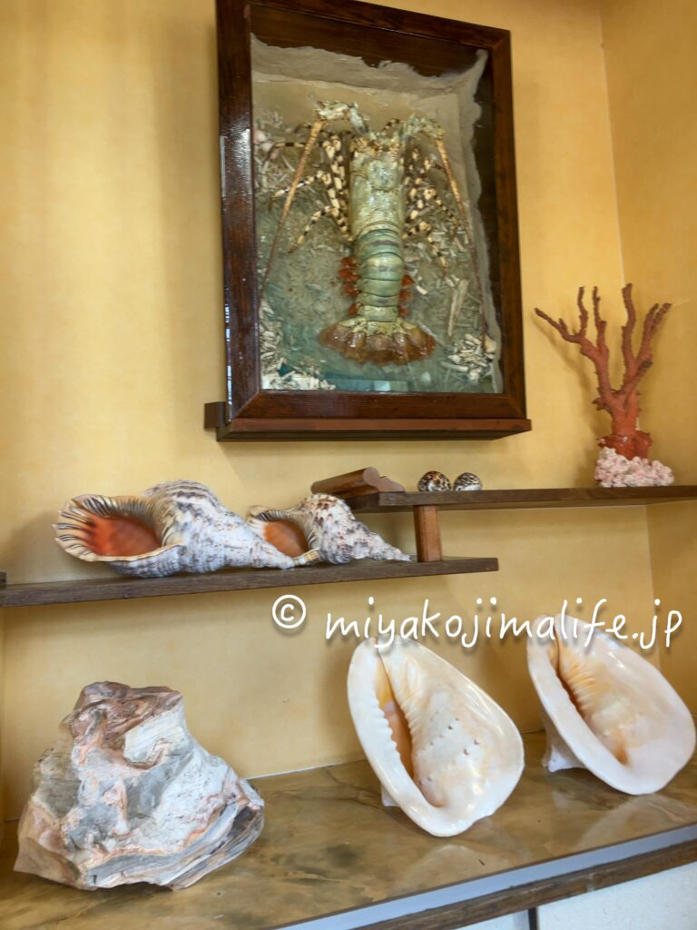 ゴシキエビ、ホラ貝などの展示。